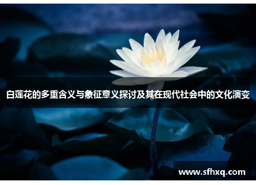 白莲花的多重含义与象征意义探讨及其在现代社会中的文化演变